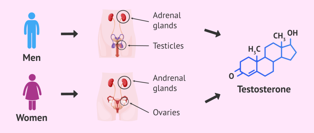 What is Testosterone?